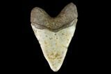 Huge, Fossil Megalodon Tooth - North Carolina #124940-2